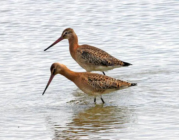 bharatpur tour