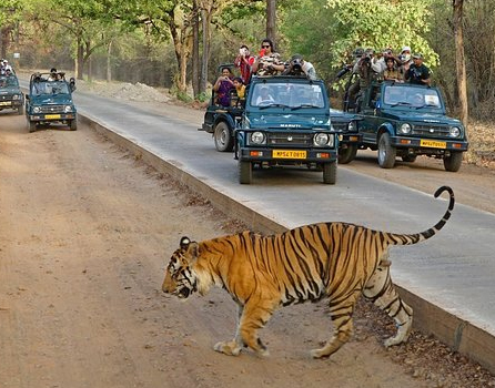 Ranthambhore Trip