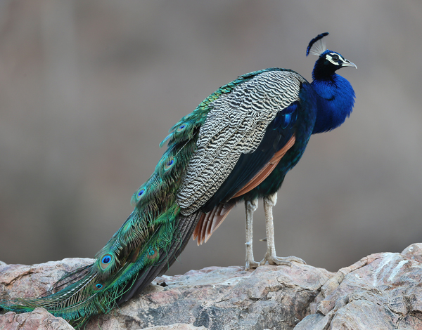 Ranthambhore taxi