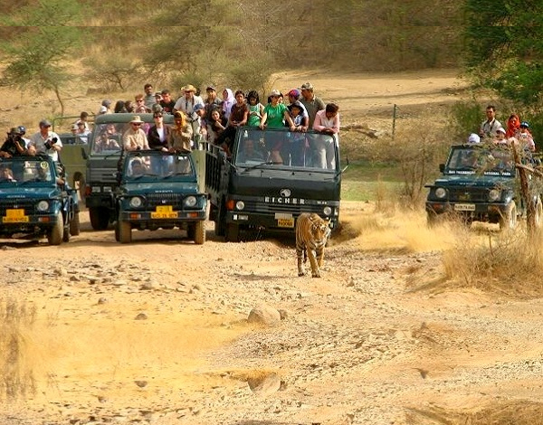 Ranthambhore tour